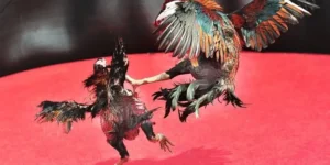 Chinh Phục Đấu Trường Đá Gà Sabong EU9 Thắng Lớn Ngay Hôm Nay